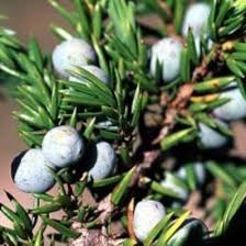 Juniper Berry Oil